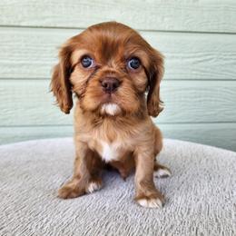 Mango Chocolate Ruby (bb) - Chocolate male Cavalier King Charles Spaniel puppy in Nampa, Idaho from Heart Mountain Cavaliers & Floating Feathers Kennel