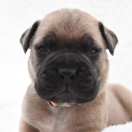 Ledger - Fawn male Bullmastiff puppy in Chickasha, Oklahoma from Rustic Lace