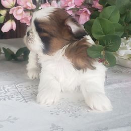 French Bulldog and Shih Tzu Puppies from French Bulldogs Planet
