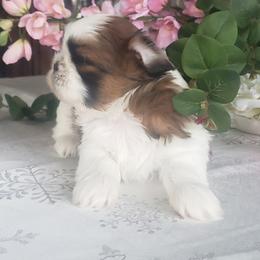 French Bulldog and Shih Tzu Puppies from French Bulldogs Planet