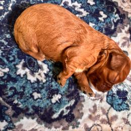Anne - Ruby female Cavalier King Charles Spaniel puppy in Lambertville, Michigan from Dream Dog LLC