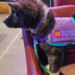 Sporty Mix Puppies from Eternal Symmetry