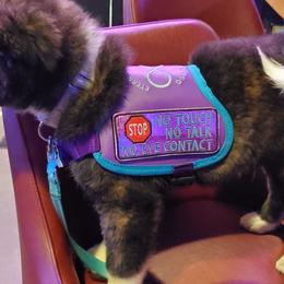 Sporty Mix Puppies from Eternal Symmetry