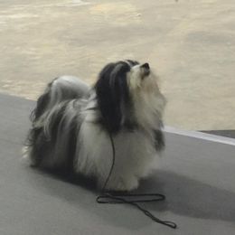 Flash  - Havanese