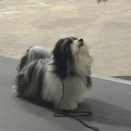 Flash  - Havanese