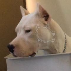 Remi - Dogo Argentino