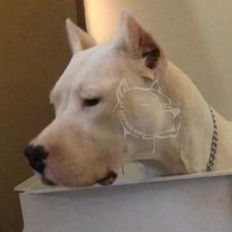 Remi - Dogo Argentino