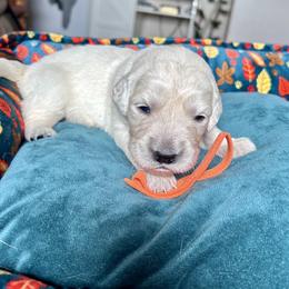 Waldo Baby - Light golden male Golden Retriever puppy in Paola, Kansas from Risa’s Goldens