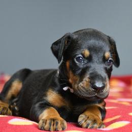 Envy - Black and rust female Doberman Pinscher puppy in Overton, Texas from Obsidian Kennel