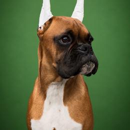 Ranger - Fawn male Boxer puppy in Ponce De Leon, Florida from Archangel Boxers
