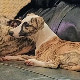 Pink Collar Girl - Fawn brindle female Whippet puppy in Holly Springs, Mississippi from Crossway Akitas, Whippets, & Russian Toys