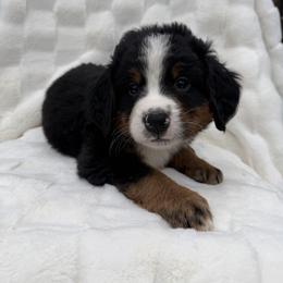 Genie - Black rust and white male Bernese Mountain Dog puppy in Carroll County, Virginia from Blue Ridge Bernese