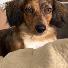 Dachshunds from Kayza's Dachshund