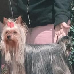 Delaney - Yorkshire Terrier