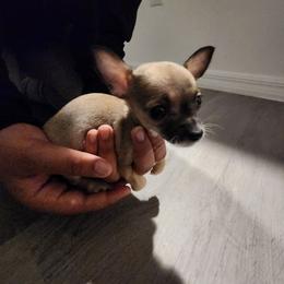 Chihuahua Puppies from Maldonado Pet Life Breeder LLC.