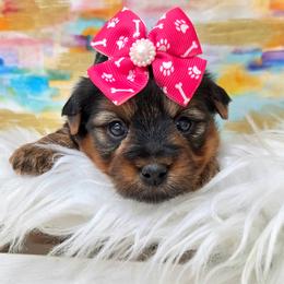 Callie - Blue and gold female Yorkshire Terrier puppy in Monticello, Iowa from Ashley’s Puppies