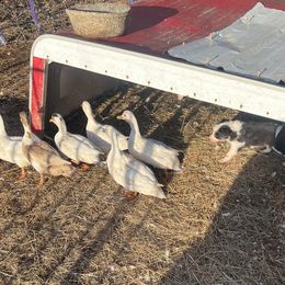 Australian Shepherd, Border Collie, and Sporty Mix Puppies from Fika Herders