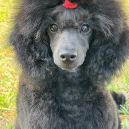 Waylon - Blue male Poodle puppy in Labelle, Florida from RomLein Poodles