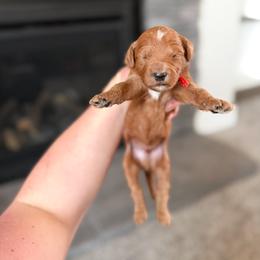 Doc - Orange Collar - Red  male Goldendoodle puppy in Billings, Montana from Montana Raised Doodles