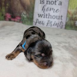 Thor - Dapple male Dachshund puppy in Rio Grande City, Texas from Hounds All Night