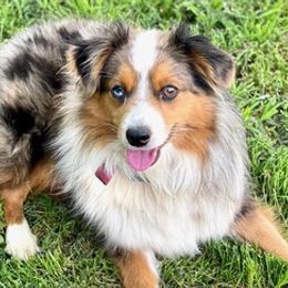 Miniature Australian Shepherds from Lockhart Mini Aussies