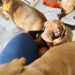 Vizsla Puppies from Royal Vizslas