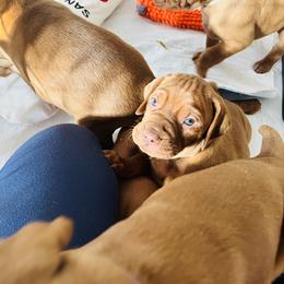 Vizsla Puppies from Royal Vizslas