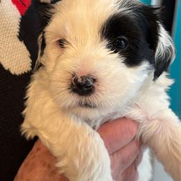Angel - White and black female Tibetan Terrier puppy in Medford, New Jersey from Arkeden Tibetan Terriers