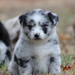 Miniature Australian Shepherd and Toy Australian Shepherd Puppies from Rocky Hill Aussies