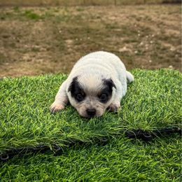 04 - Blue speckled female Australian Cattle Dog puppy in Spokane, Washington from 4D Cattle Dogs