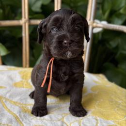 Persephone - Chocolate female Australian Labradoodle puppy in Sacramento, California from Little Farmstead Labradoodles