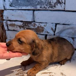 Girl 2 (CKC) - Dapple female Dachshund puppy in Nacogdoches, Texas from S7 Dachsunds
