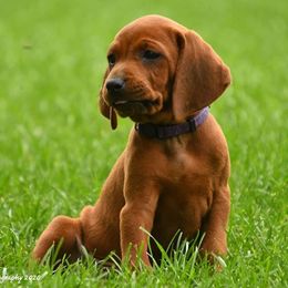 Black and Tan Coonhound, Redbone Coonhound, and Treeing Walker Coonhound Puppies from Foster Creek Coonhounds