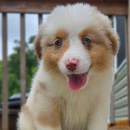 Purple Collar RMF - Red merle female Miniature American Shepherd puppy in Lexington, Kentucky from Deuce's Den