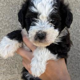 Ranger - Black and white male Bernedoodle puppy in Fallon, Nevada from Wild Roots Doodles