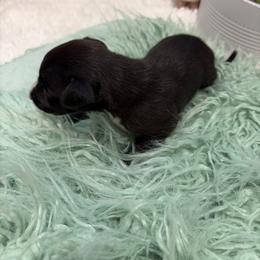 Panther - Black male Whippet puppy in Fort Myers, Florida from Rainbow Whippets