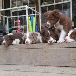 Border Collie Puppies from Spice of Life Border Collies