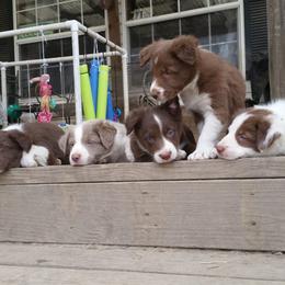 Border Collie Puppies from Spice of Life Border Collies