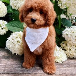 Oliver - Red  male Poodle puppy in Morehead, Kentucky from Paw Perfect Pets