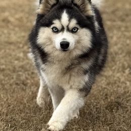 Thunder - Pomsky