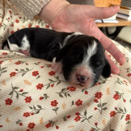 Rimi - Black and white male English Springer Spaniel puppy in St Johnsbury, Vermont from Paradise Valley Springers