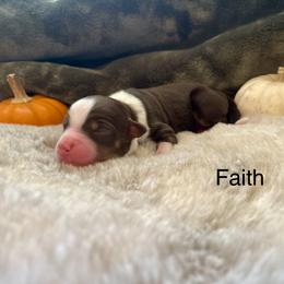 Girl 5 - female Miniature Australian Shepherd puppy in Kentucky from Natural Life Ranch