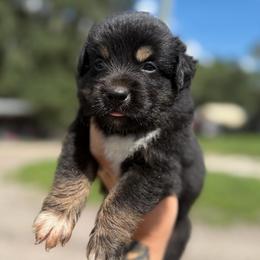 Bandit AKC - Black tri-color male Australian Shepherd puppy in Polk City, Florida from Skaky Shepherds