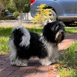 "Charlotte lives on Amelia Island with Patty." Havanese Puppies from Endearing Havanese