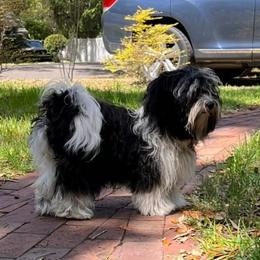 "Charlotte lives on Amelia Island with Patty." Havanese Puppies from Endearing Havanese