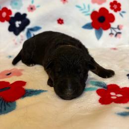 Root Beer - Black and red male German Shepherd puppy in Coplay, Pennsylvania from By My Side Germans Shepherds & Dobermans