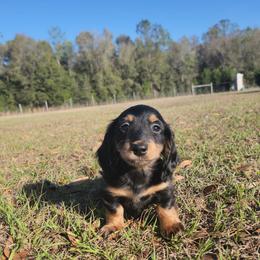 Yazmin - Black and tan female Dachshund puppy in Dade City, Florida from Kingpindoxies