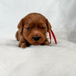 Rose - Red  female Goldendoodle puppy in Twin Falls, Idaho from Magic Valley Family Doodles