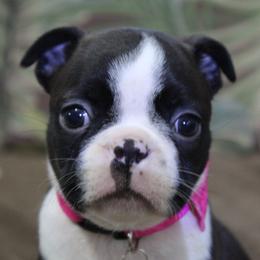 Vivi - Black brindle and white female Boston Terrier puppy in Brooksville, Florida from I Love Pups