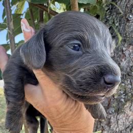 River - Blue and tan male Dachshund puppy in Bentonville, Arkansas from Boujee Buns Dachshunds